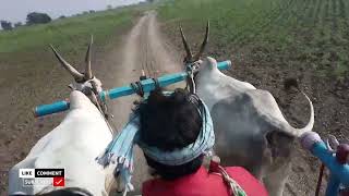 Sidnekoppa bulls | bulls of Karnataka | bulls king   | @bulls @sidnekoppabulls