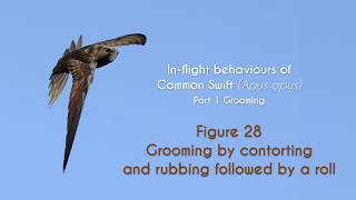 COMMON SWIFT - In flight grooming -FIGURE 28 : Grooming by contorting and rubbing followed by a roll