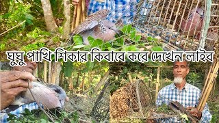 ঘুঘু পাখির শিকার । দেখেন কিবাবে ঘুঘু পাখি দিয়ে শিকার করা হয় ।Dove bird trap।gugu pakhi shikar।ঘুঘু