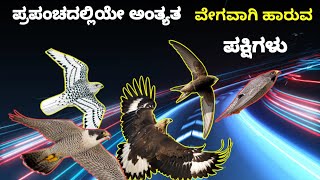 ಪ್ರಪಂಚದಲ್ಲಿಯೇ ಅಂತ್ಯತ ವೇಗವಾಗಿ ಹಾರುವ ಪಕ್ಷಿಗಳು | Shivafactsinkannada | top fastest birds in the world