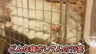 【チンチラ】正しい寝方ってどうだっけ？