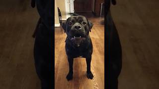 Pitbull Rottweiler Mix