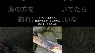 冬でも割とマゴチが釣れる話