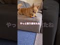 お兄ちゃんに構って欲しい弟ポメコギ