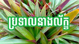 ប្រទាលនាងល័ក្ខ - Dwarf Rhoeo