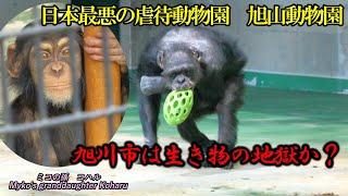 税金を使って動物虐待を行っている旭山動物園　ミコたちの初めての食事は、１２時を過ぎています。　旭山動物園　チンパンジー　202404