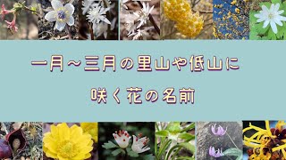 【春の山野草】１月から3月に里山や低山で咲く花の名前