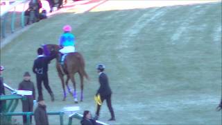 2015 1/12 第31回 フェアリーステークス(ＧＩＩＩ) 本馬場入場 現地映像 ノットフォーマル