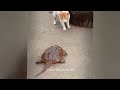 you laugh you lose 🥰funniest cat and dog will make you laugh uncontrollably 😹