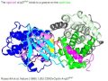 Cyclin Dependent Kinases and their inhibitors (with sound)