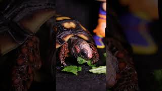 LITTLE TORTOISE RED FOOT EATING LITTLE TORTOISE ASMR MINI