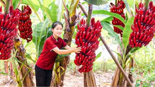 WOMAN Harvesting Giant Red Banana Go To The Market Sell | Build life farm | Tieu Tam Daily Life