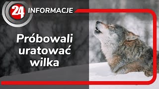 Próbowali uratować wilka...