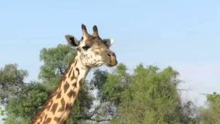 Thornycroft's Giraffe close-up. South Luangwa, Zambia 2015