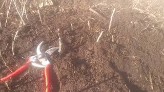 Propagating Currants from Cuttings