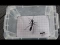 dinoponera grandis brazil vs camponotus vagus soldier italy 05.06.2022