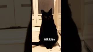 無表情な黒猫。だけどそれがいい。