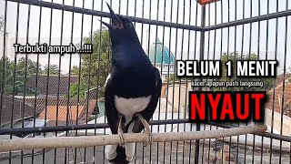 SUARA BURUNG kacer gacor NGEPLONG TARUNG ini paling AMPUH buat PANCINGAN KACER agar EMOSI