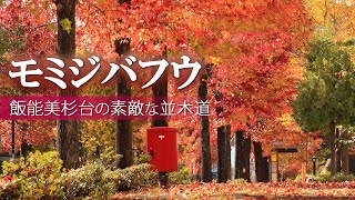 【壮観】飯能美杉台のモミジバフウ並木道の紅葉/2022年秋/観光 旅行vlog