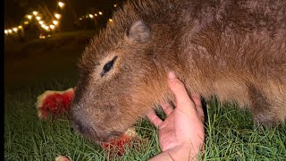 Capybara Scratching ASMR (Gort Dies)