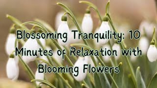 Blossoming Tranquility: 10 Minutes of Relaxation with Blooming Flowers