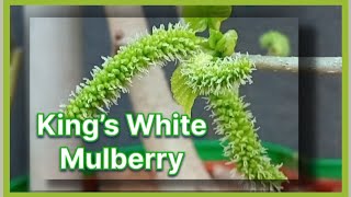 Mulberry இது15மீ உயரம் வரை வளரும் சிறிய இலையுதிர் மரம்.இலைகள் 10-14 சென்டிமீட்டர் நீளமும்,6-10ஆகும்