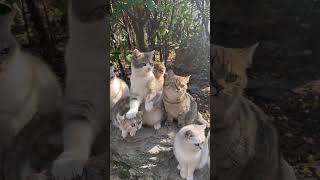 第一批回村的猫已经看上热闹了!#八卦猫 #终南山喵生活日常