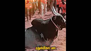 Pudukkottai Getthu whatsapp status tamil👍🏻🤘🏻😏#getthuwhatsappstatus #tn55 #jallikattu #whatsapp