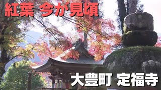 「紅葉が見ごろ！大豊町の定福寺 100本の木々が色づく」2024/11/22放送