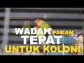 WADAH PAKAN YANG SANGAT PAS DAN TEPAT UNTUK KOLONI