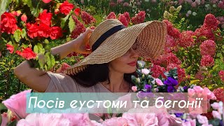 Посів.Вирощування еустоми та бегонії в домашніх умовах 100% схожість!Січень25р.Опис під відео⬇️⬇️⬇️🌸