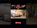 क्या शेरनी वाइल्डबीस्ट का शिकार कर पाएगी 😱 shortsfeed animallover sherni animals shortvideo