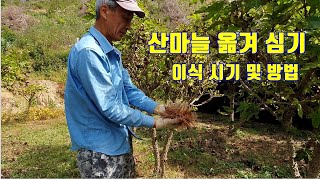 산마늘(명이나물) 옮겨 심기 작업, 옮겨심는 요령 소개. 산마늘재배법.