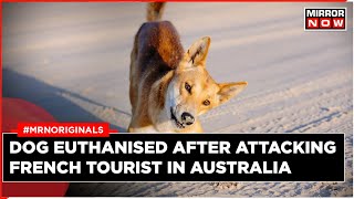 Dog Attack | French Woman Sunbathing In Australia Bitten By Dingo | Animal Humanely Euthanized