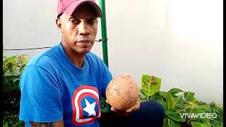 Mamey ( mammea americana)