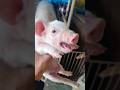 Cute baby pig laughing like a kid. #pig #piglet #funny #shortsfeed #funnyshorts #laugh #cute