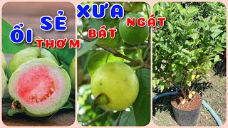 Cây Ổi sẻ xưa thơm bát ngát | 0386569374 - Ngọc Ngân Bến Tre | Chuyên cây độc lạ