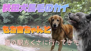 秋田犬長毛のカイ仲良しもち吉くんと道の駅でやっぱり水遊び