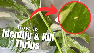 How to easily IDENTIFY & KILL Thrips on House Plants