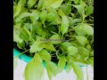 spinach harvesting palakharvest @seasonal gardening short vegetable पालकउगानेकातरीका palakplant