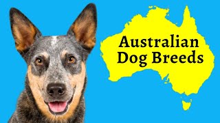 Australian Dog Breeds: 13 Native Dogs From Down Under