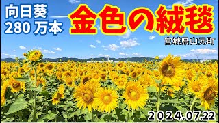 280万本のヒマワリが咲き誇る金色の絨毯（宮城県山元町・やまもとひまわり祭り）2024.07.22