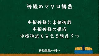 神経のマクロ構造：中枢神経と末梢神経〜神経総論01〜