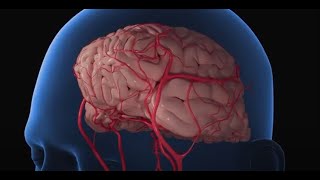 How to Increase Blood Flow to the Brain |‌‌ NeuroQ