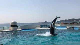 鴨川海洋公園 殺人鯨02