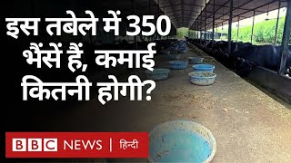 Cattle Farm: सूरत के इस फ़ार्म में हैं साढ़े तीन सौ भैंसें, लाखों का है मुनाफ़ा  (BBC Hindi)