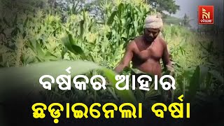 ଅଦିନିଆ ବର୍ଷା ଉଜାଡ଼ି ଦେଇଛି ଚାଷୀର ସୁନାର ଫସଲ, ଛଡ଼ାଇ ନେଲା ବର୍ଷକର ଆହାର | Nandighosha TV