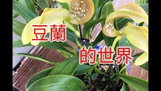 來談談 蘭花 -豆蘭 的世界 | 蘭花的世界 | 豆兰的世界|  蘭科 | orchid