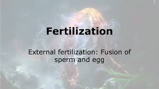 Fertilization: Fusion of gametes during External Fertilization