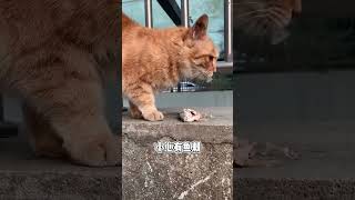 大无语事件，小土匪的鱼被小飞贼抢走了#流浪猫日常 #流浪猫救助   #貓咪 #cat #cute#shorts